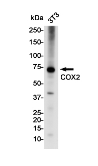 5 - COX2 / Cyclooxygenase 2 Rabbit mAb AP75284