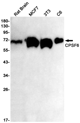 1 - [KO]CPSF6 Rabbit mAb AP75287
