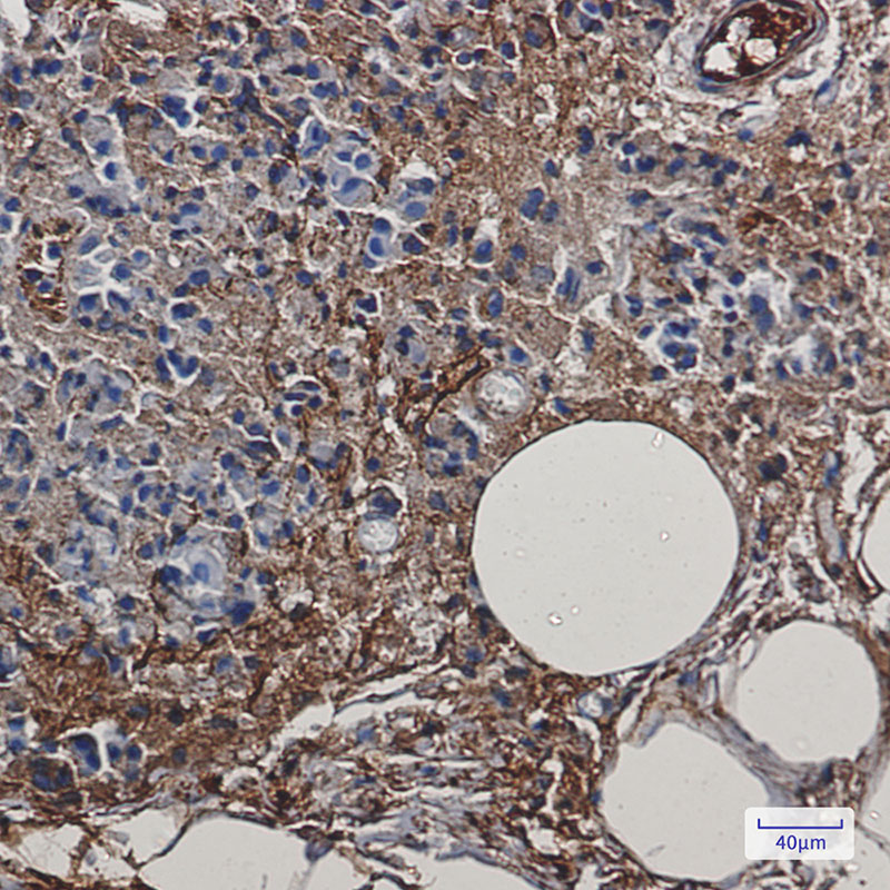 4 - [KD]Creatine Kinase B type Rabbit mAb AP75289