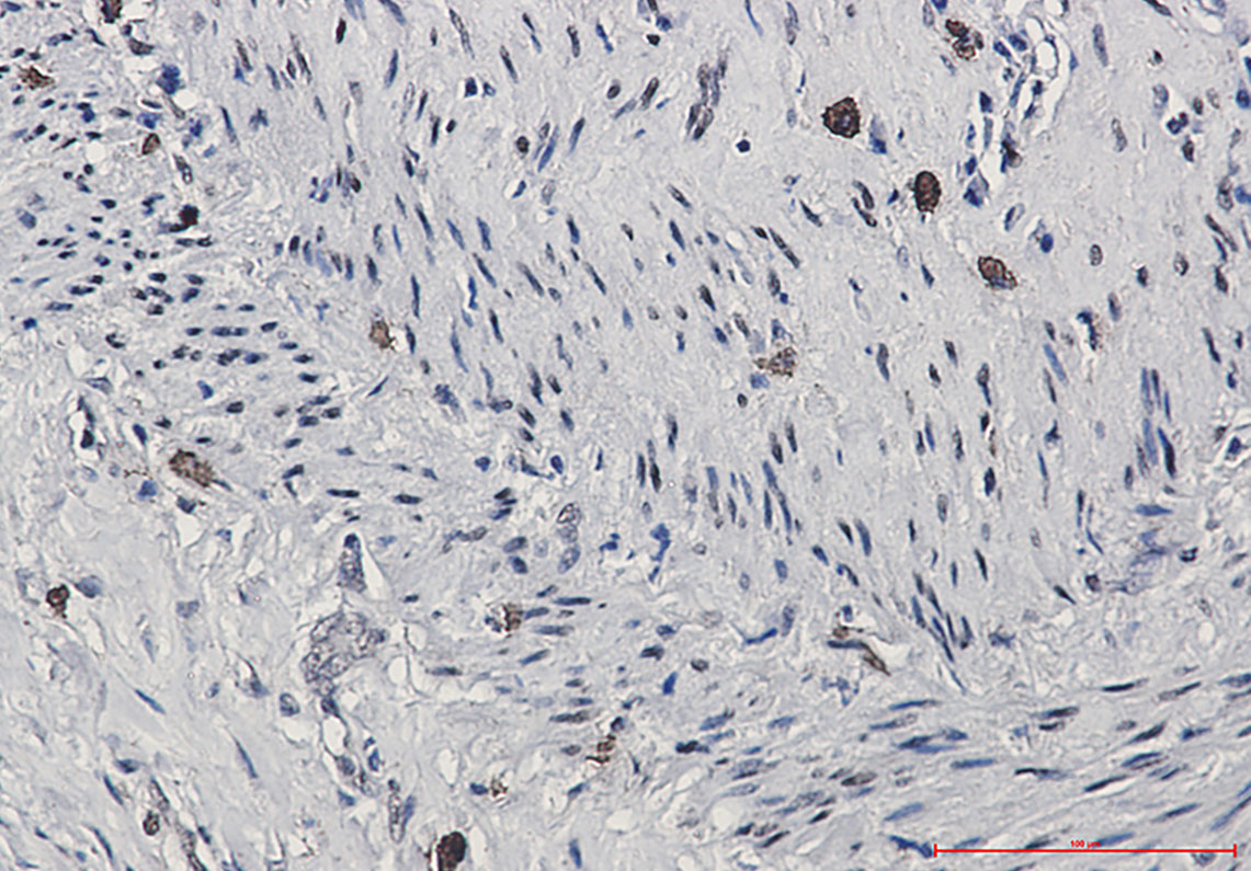 8 - Phospho-CREB (Ser133) Rabbit mAb AP75290