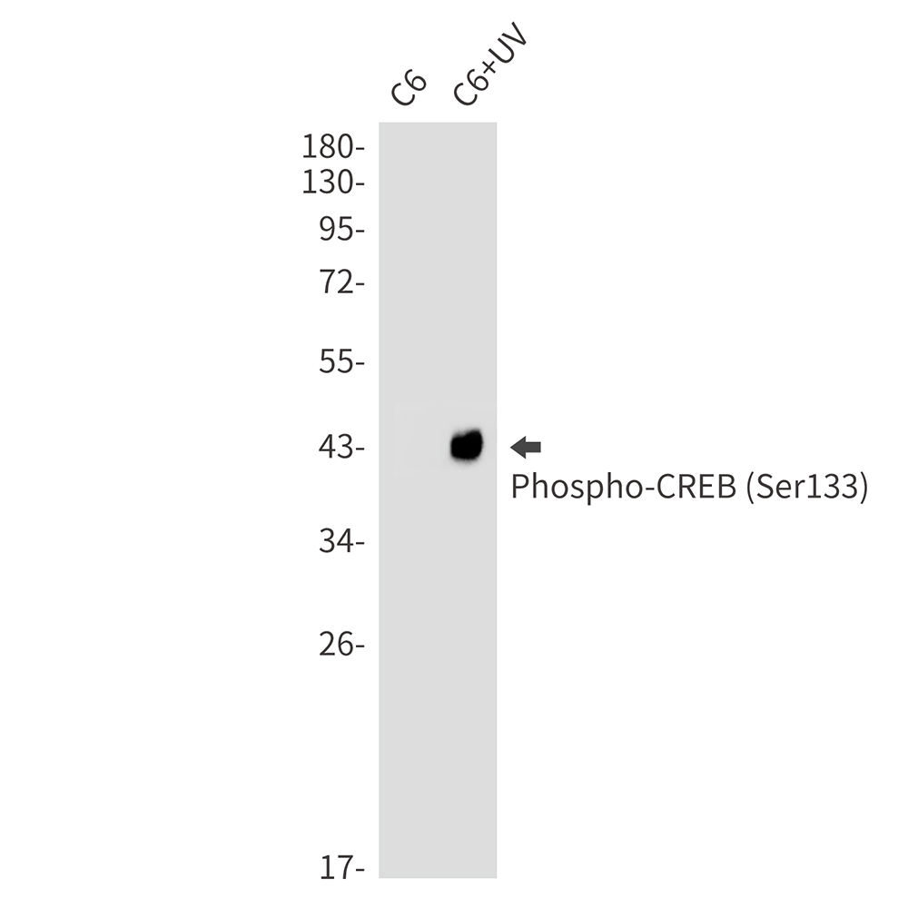1 - Phospho-CREB (Ser133) Rabbit mAb AP75290