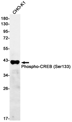 2 - Phospho-CREB (Ser133) Rabbit mAb AP75290