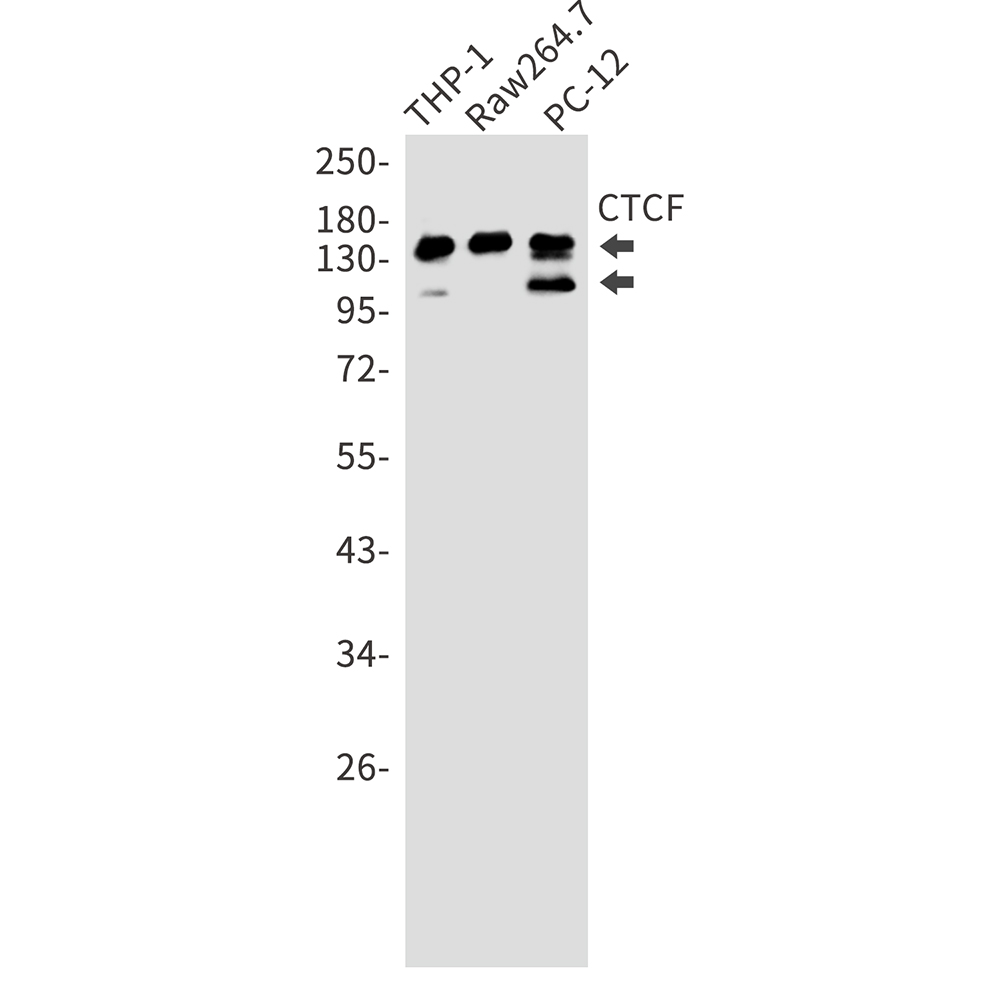 1 - CTCF Rabbit mAb AP75298