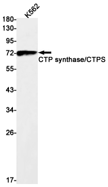 1 - CTP Synthase Rabbit mAb AP75301