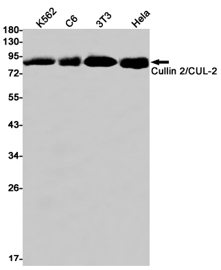 1 - Cullin 2 Rabbit mAb AP75303