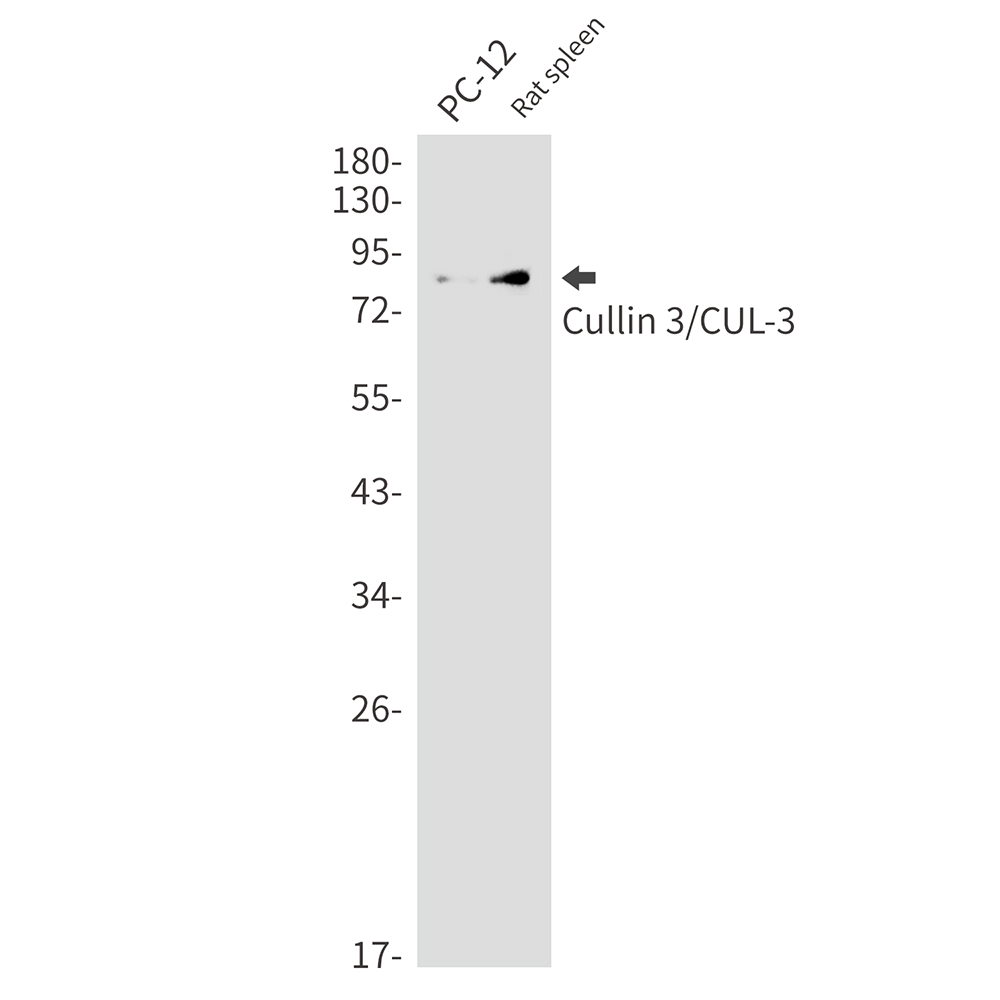 1 - Cullin 3 Rabbit mAb AP75304
