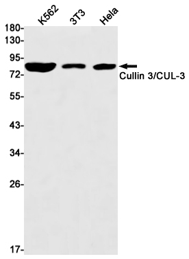 4 - Cullin 3 Rabbit mAb AP75304