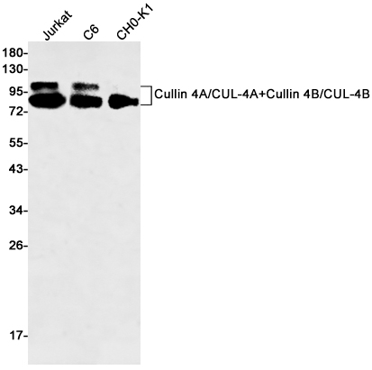 1 - Cullin 4A/4B Rabbit mAb AP75306