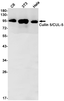 1 - Cullin 5/CUL-5 Rabbit mAb AP75307