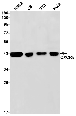 1 - CXCR5 Rabbit mAb AP75308