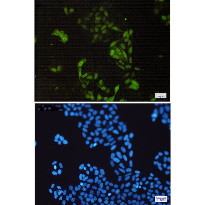 2 - Cyclin A2 Rabbit mAb AP75311