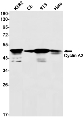 1 - Cyclin A2 Rabbit mAb AP75311