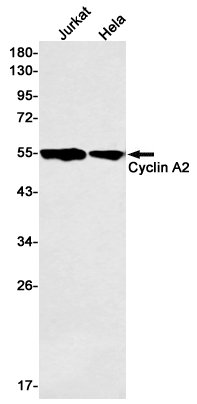 1 - Cyclin A2 Rabbit mAb AP75312