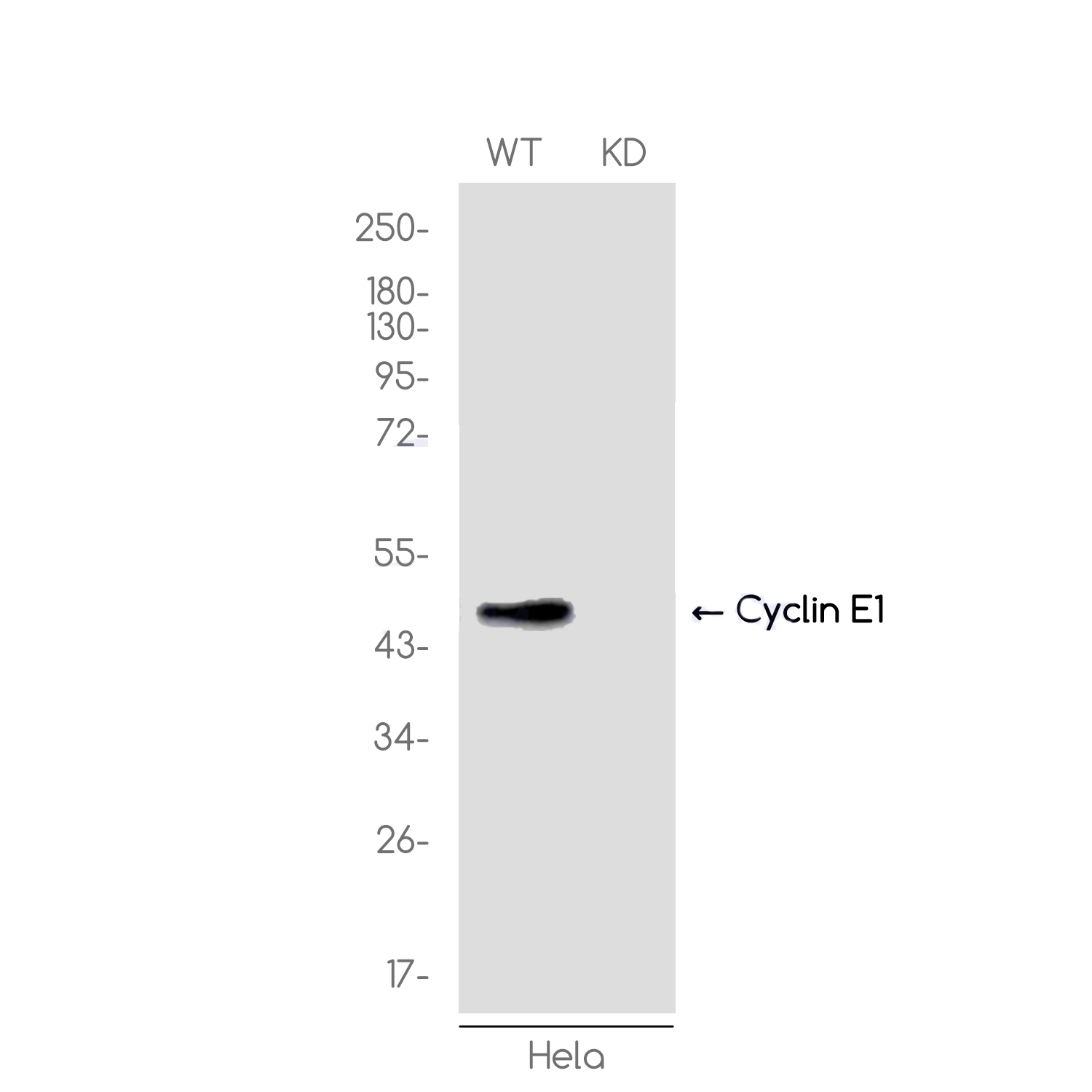 1 - [KD]Cyclin E1 Rabbit mAb AP75313