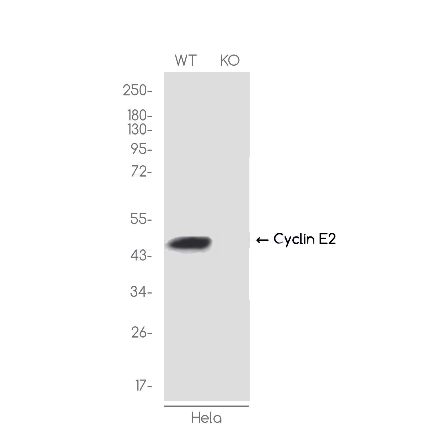 1 - [KO]Cyclin E2 Rabbit mAb AP75315