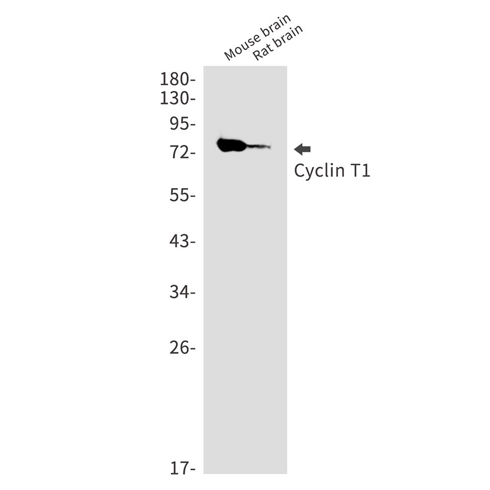 1 - [KD]Cyclin T1 Rabbit mAb AP75317