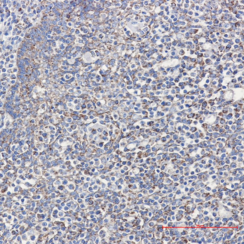 8 - Cyclophilin F Rabbit mAb AP75319