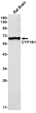 1 - CYP1B1 Rabbit mAb AP75321
