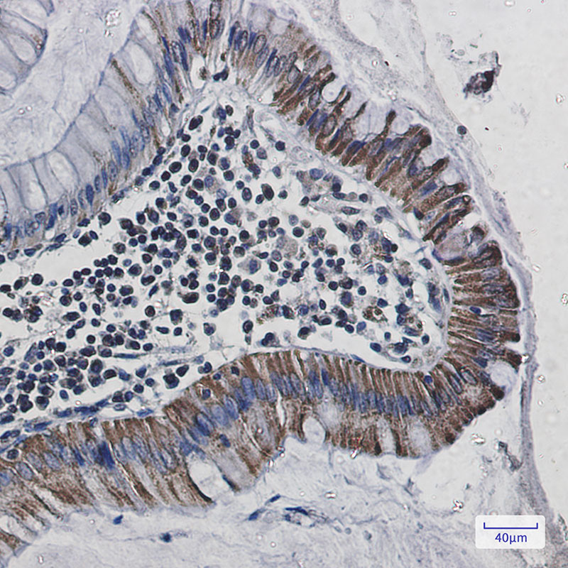 0 - Cytochrome C Oxidase subunit VIc/COX6C Rabbit mAb AP75323