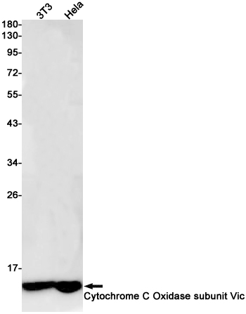 2 - Cytochrome C Oxidase subunit VIc/COX6C Rabbit mAb AP75323