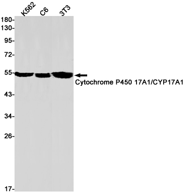 8 - Cytochrome P450 17A1/CYP17A1 Rabbit mAb AP75325