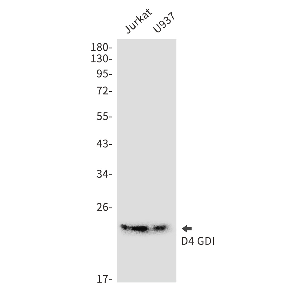 1 - [KD]D4 GDI Rabbit mAb AP75335