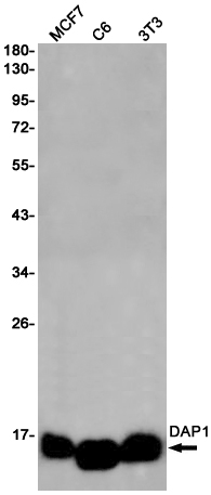 1 - DAP1 Rabbit mAb AP75336