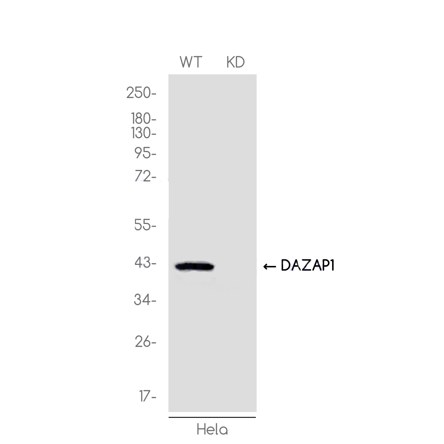 1 - [KD]DAZAP1 Rabbit mAb AP75339