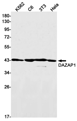 4 - [KD]DAZAP1 Rabbit mAb AP75339