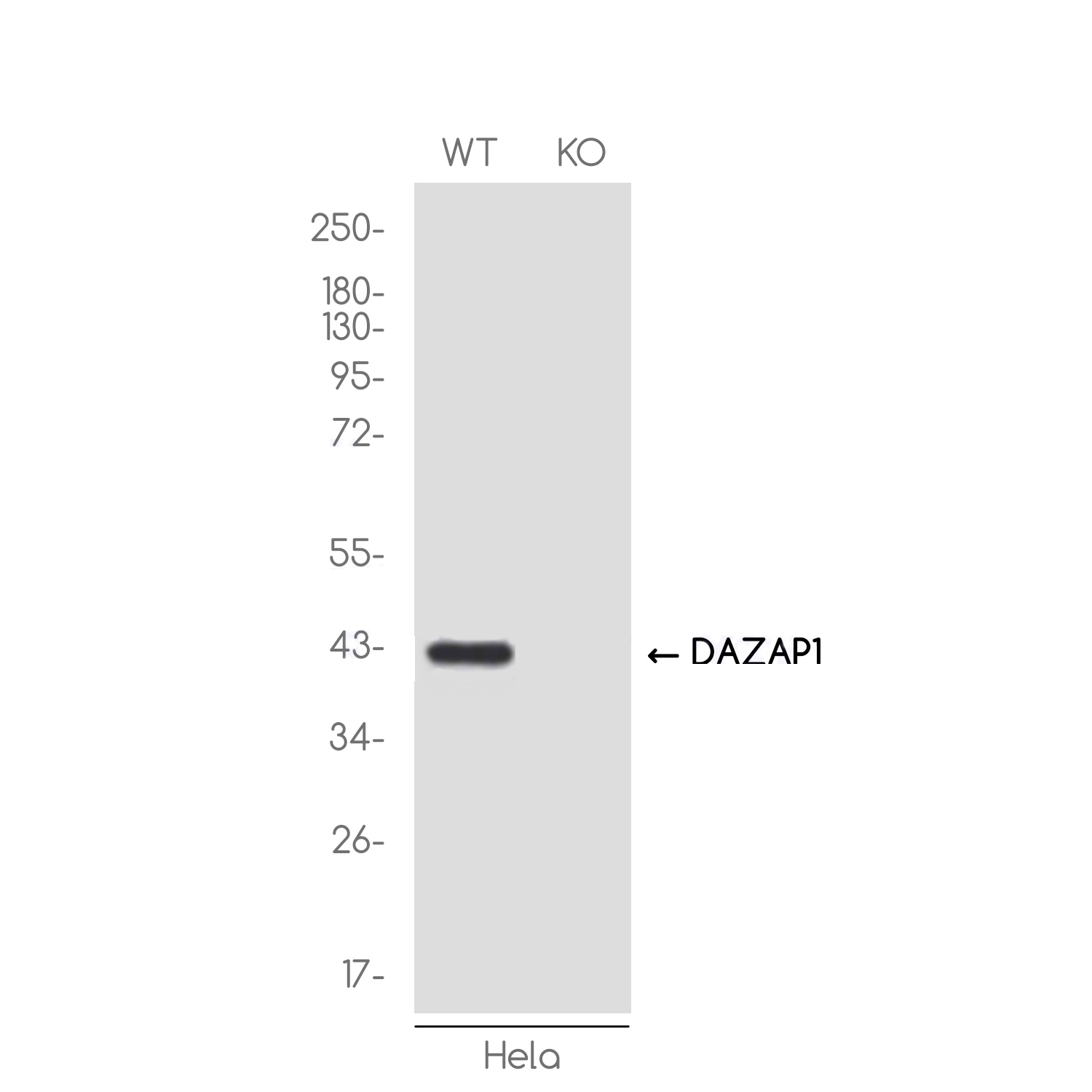 1 - [KO]DAZAP1 Rabbit mAb AP75340