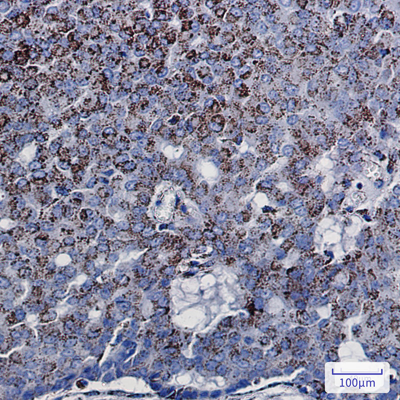 2 - DCI Rabbit mAb AP75344