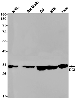 1 - DCI Rabbit mAb AP75344