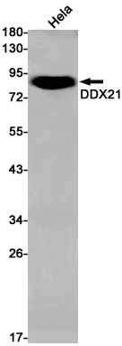2 - DDX21 Rabbit mAb AP75347