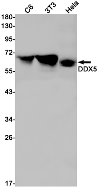 1 - DDX5 Rabbit mAb AP75348