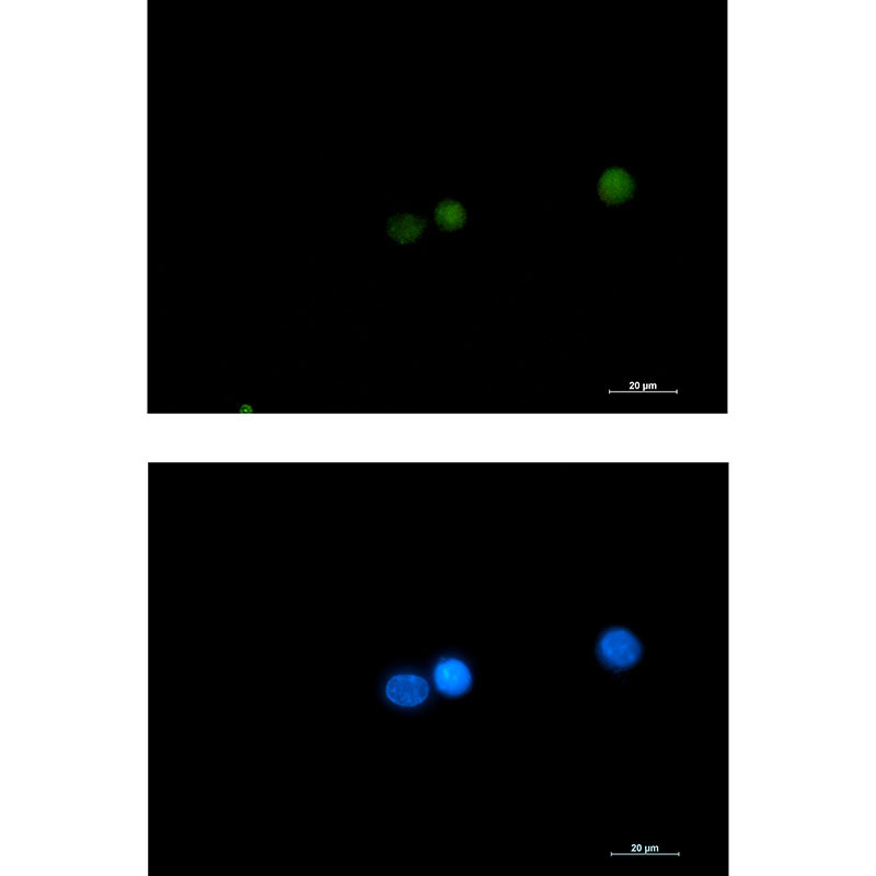 1 - DGCR8 Rabbit mAb AP75355