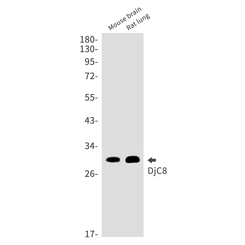 1 - DjC8 Rabbit mAb AP75360