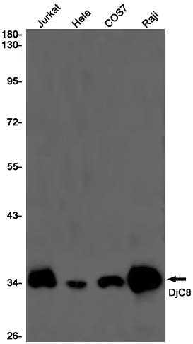2 - DjC8 Rabbit mAb AP75360