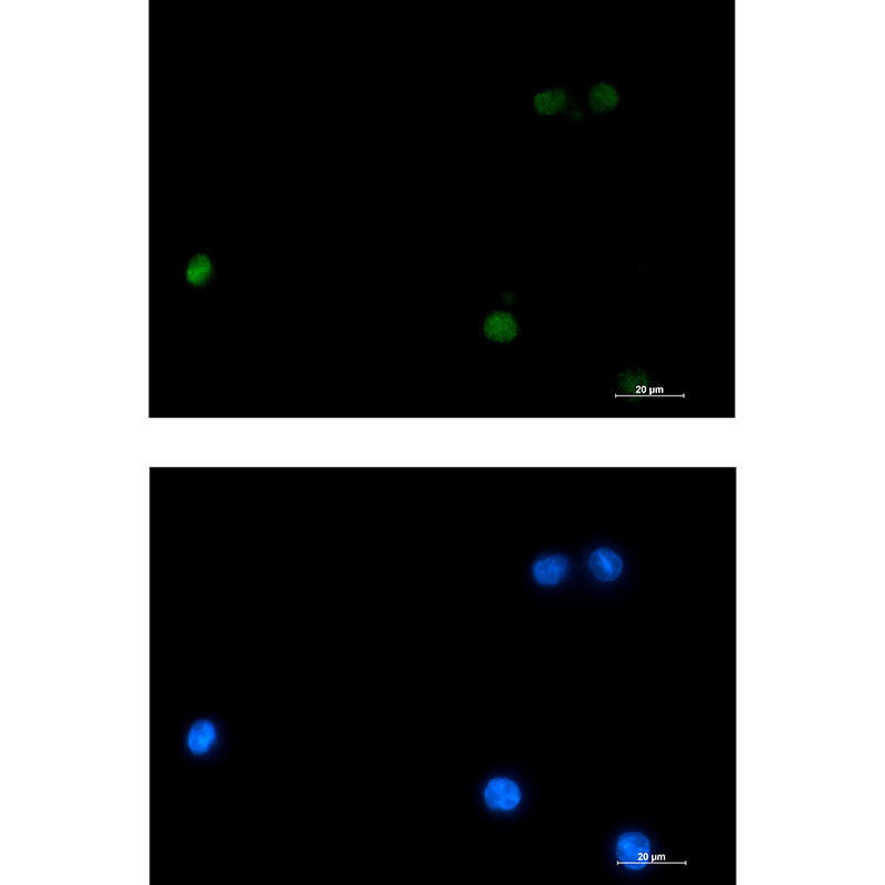 1 - DLX4 Rabbit mAb AP75363
