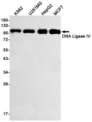 1 - DNA Ligase IV Rabbit mAb AP75364