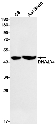 5 - DNAJA4 Rabbit mAb AP75365