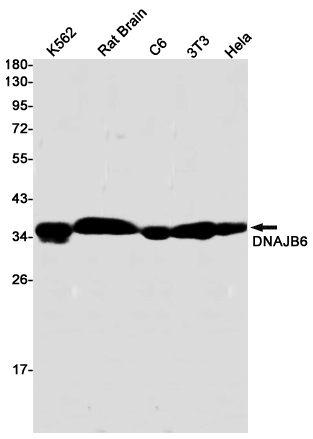 2 - DNAJB6 Rabbit mAb AP75366