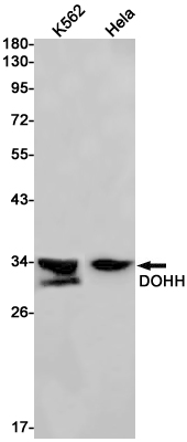 1 - DOHH Rabbit mAb AP75371