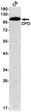1 - DPD Rabbit mAb AP75372