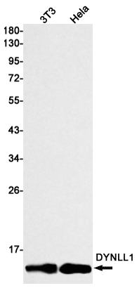 1 - DYNLL1/PIN Rabbit mAb AP75374