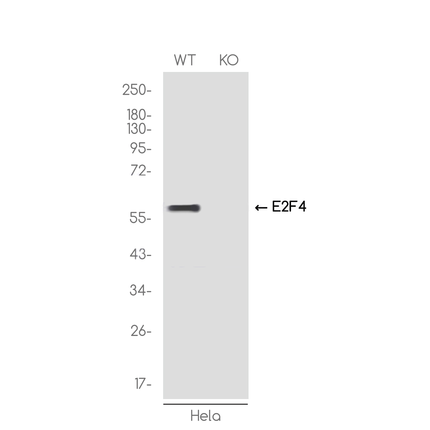 1 - [KO]E2F4 Rabbit mAb AP75376