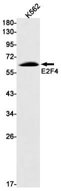 2 - [KO]E2F4 Rabbit mAb AP75376