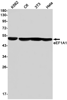 1 - eEF1A1/EF-Tu Rabbit mAb AP75377
