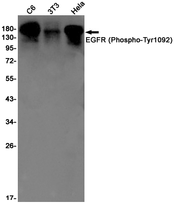 1 - Phospho-EGFR (Tyr1092) Rabbit mAb AP75379