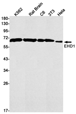 2 - EHD1 Rabbit mAb AP75383