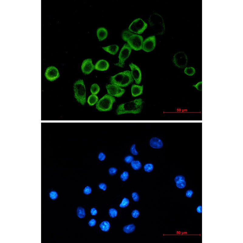 8 - eIF2A Rabbit mAb AP75386